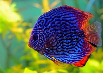 6 Kumpulan Gambar2 Ikan  Hias Paling Cantik di Dunia Ikan  
