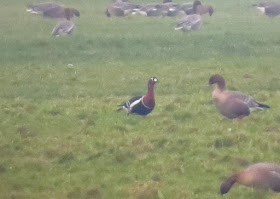 Red-breasted Goose - Cockerham, Lancashire