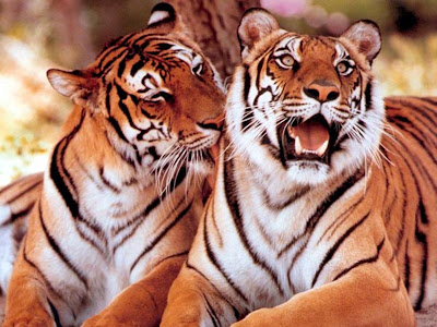 tigers wallpapers. Tiger Wallpapers