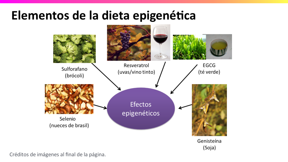 Resultado de imagen de epigenética ejemplos