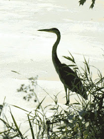 blue heron