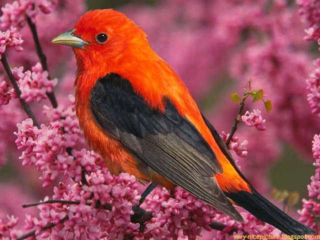 Beautiful Different birds pictures and Wallpapers