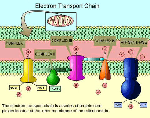 Elements of the electron transport chain