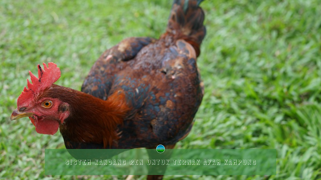 Sistem kandang Ren Untuk Ternak Ayam Kampung