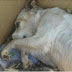 Polícia investiga área que seria usada para desova de animais domésticos