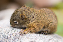 25+ best ideas about Baby squirrel on Pinterest Cute squirrel, Flying
squirrel and Flying