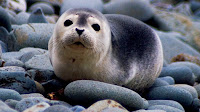 Seal harbor animal pictures_Phoca vitulina 