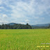 47+ Top Gambar Pemandangan Sawah Padi