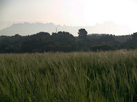 Els camps de cereals de Ca n'Amat del Samuntà amb Montserrat al fons