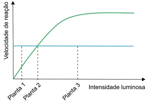 O gráfico ilustra as velocidades da respiração e da fotossíntese nas diferentes intensidades luminosas a que essas três plantas foram submetidas.