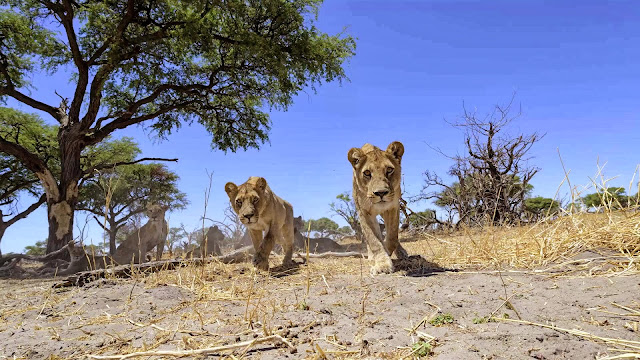 RC camera car meets a pride of lions (22 pics + video), up close and personal with a group of lions, Chris McLennan lion photos, amazing lion pictures