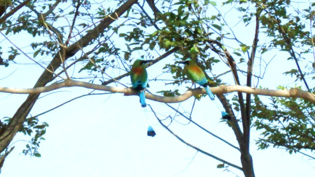 Rincon De la vieja National park