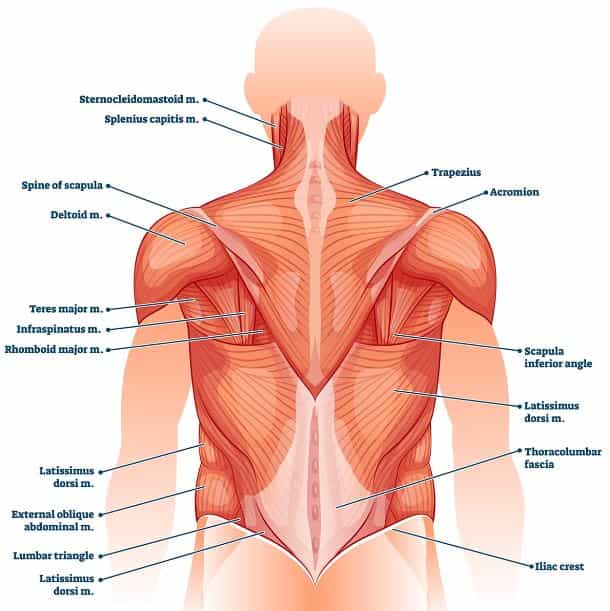 anatomi otot punggung