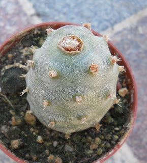 dinosaur egg cactus