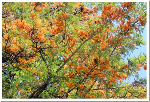 130517_Grevillea-robusta-F 14th_49