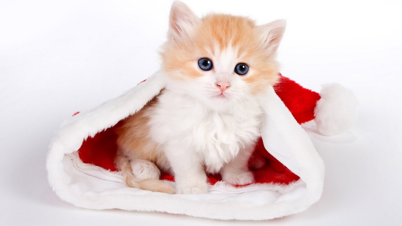 Advent und Weihnachten: katzen zu weihnachten