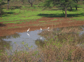 Egrets at Hessaraghatta