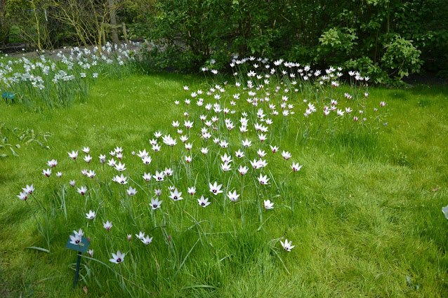 Holandia – tulipanowy raj czyli ogród Keukenhof