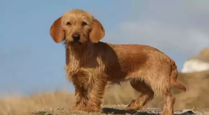 Basset Fauve de Bretagne Dog Breed