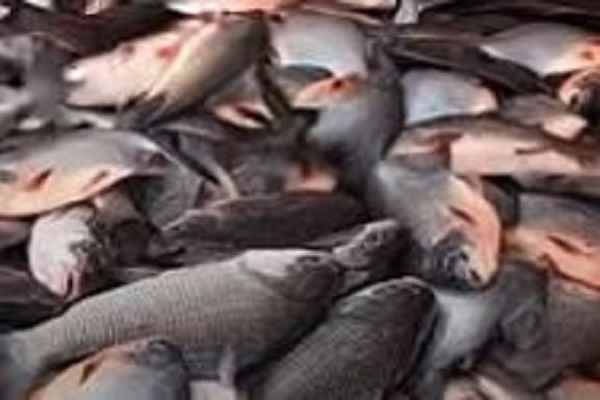 pradhanmantri-fish-farming-scheme-loan-for-farmers