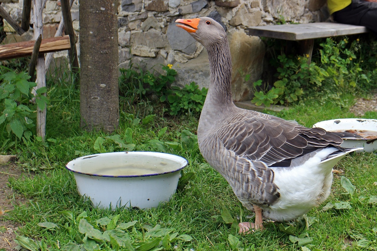 cara ternak bebek untuk pemula