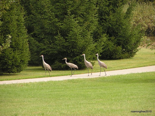 fall visitors