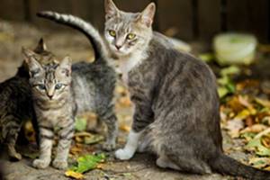 Kenapa Kucing Memakan Anaknya Sendiri Di Rumah