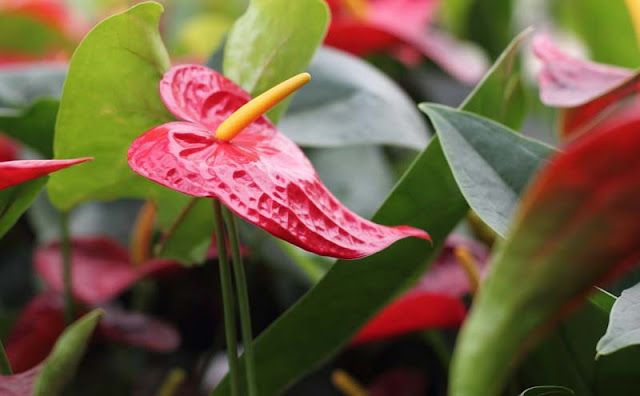 Anthurium Flowers Pictures