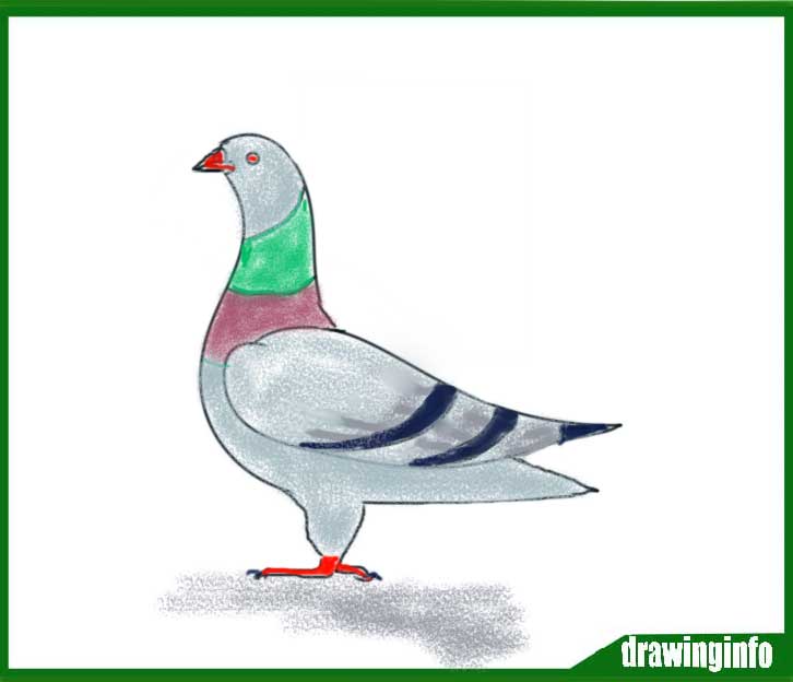 Pigeon drawing with color easy step by step for kids