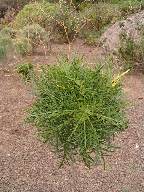 Crambe arborea