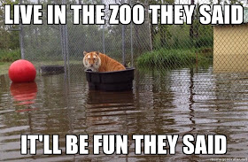30 Funny animal captions - part 22 (30 pics), animal meme, funny captions, animal pictures with captions