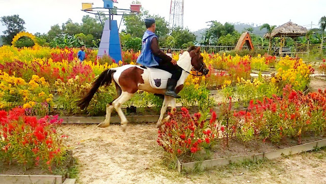 Berkuda di Agro Piknik Sei Temiang Batam