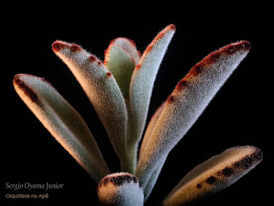 Suculenta Kalanchoe tomentosa