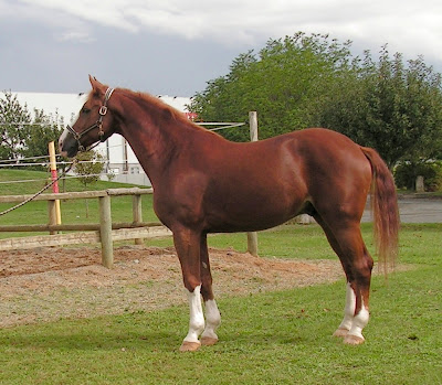 Horse's Image