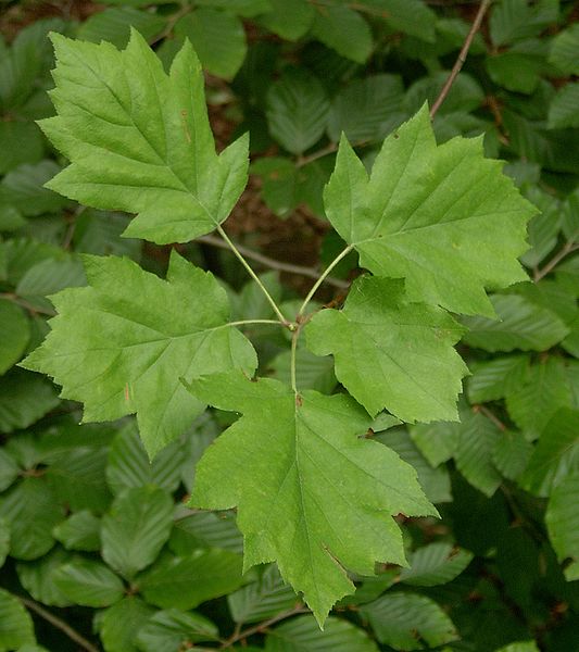 Рябина глоговина (Sorbus torminalis)