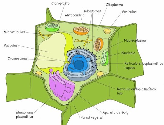 celula vegetal y sus partes. celula animal y sus partes.