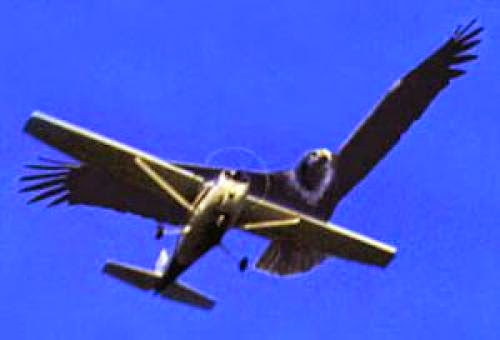 Ufo Sighting In Hielo The Big Island Hawaii On May 11Th 2006 Didnt Notice Camera Cought Object