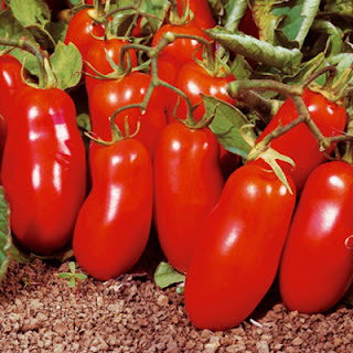 San Marzano Tomatoes