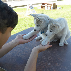 Cute dogs - part 11 (50 pics), two husky puppies give paws to human