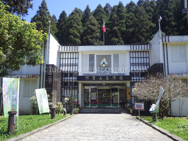 Alishan cherry blossom