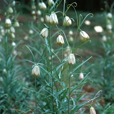 Fritillaria