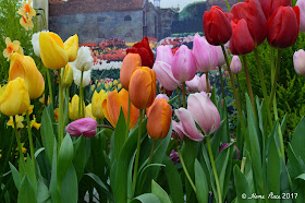 Botanical Garden at Smith College Spring Bulb Show