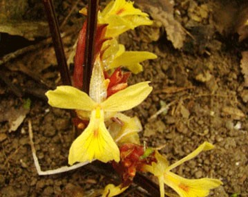 Дистихохламис бененский (Distichochlamys benenica)