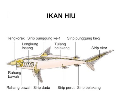 Tiga Ciri Hewan Bertulang Belakang Vertebrata