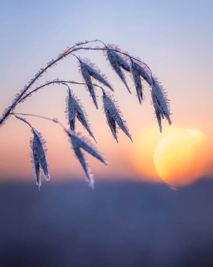 Winter nature of Finland through the lens of Jukka Risikko