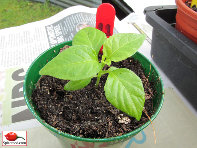 Trinidad Moruga Scorpion - 13th March 2023