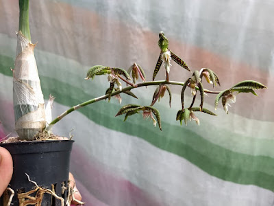 Catasetum garnetianum care and culture