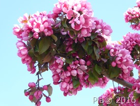 P1110081