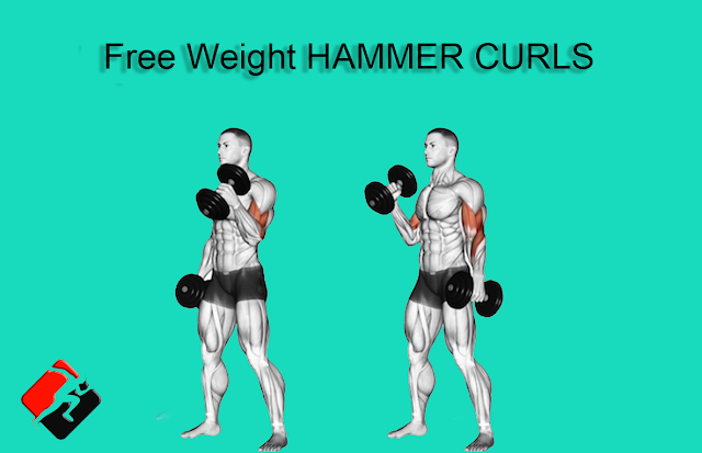 Free weight HAMMER CURLS