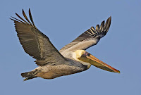 Endangered Birds List